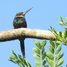 Jacamar à longue queue