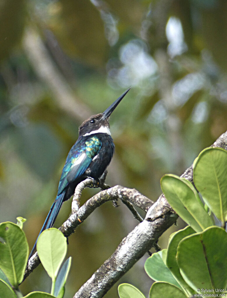 Jacamar à longue queueadulte