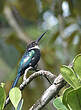 Jacamar à longue queue