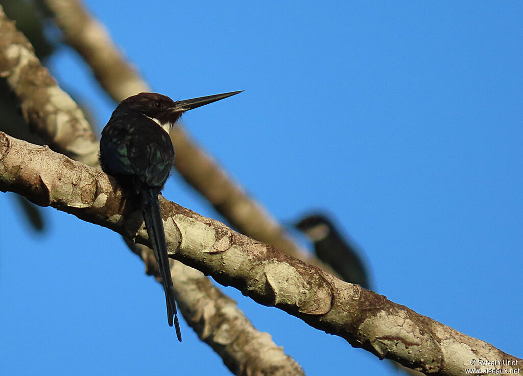 Jacamar à longue queueadulte