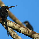 Jacamar à longue queue