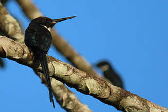 Jacamar à longue queue