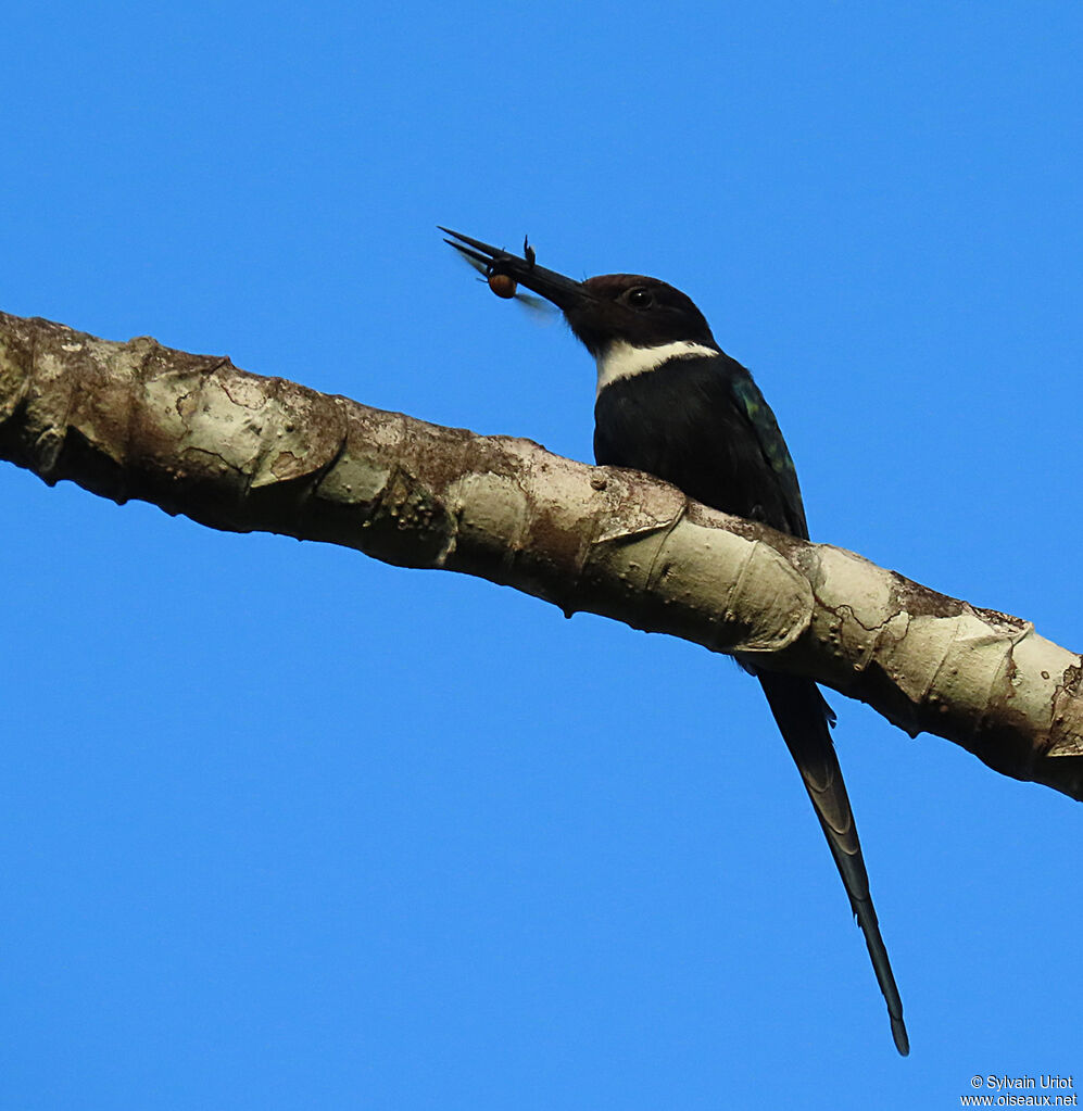 Jacamar à longue queueadulte