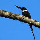 Jacamar à longue queue
