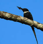 Jacamar à longue queue