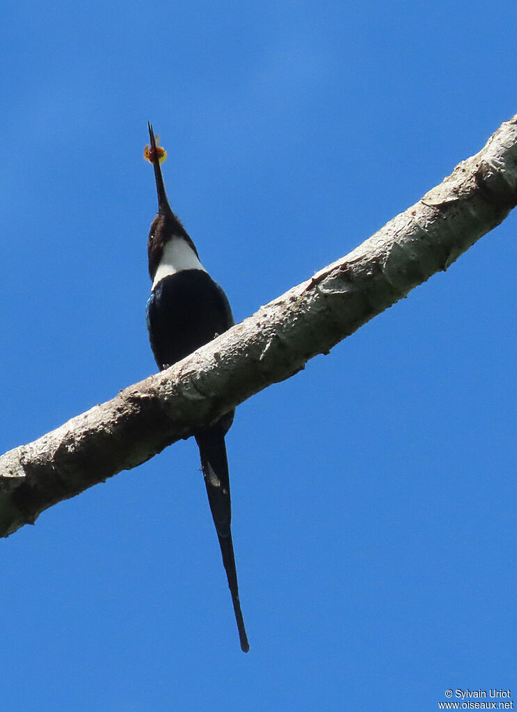 Jacamar à longue queueadulte