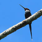 Jacamar à longue queue