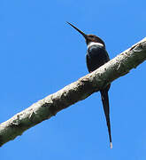 Jacamar à longue queue