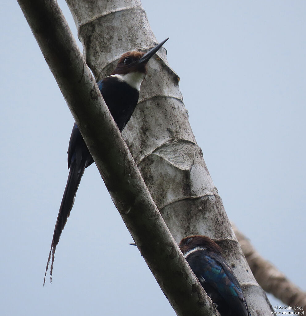 Jacamar à longue queueadulte