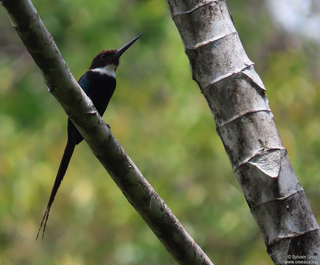 Jacamar à longue queueadulte