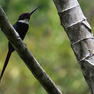 Jacamar à longue queue