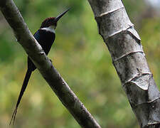 Jacamar à longue queue