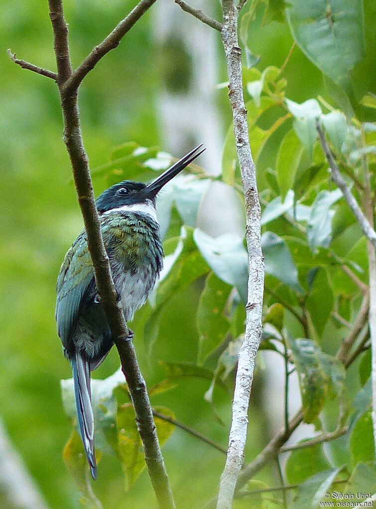 Bronzy Jacamar