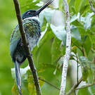 Jacamar à ventre blanc