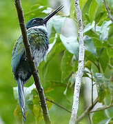 Bronzy Jacamar