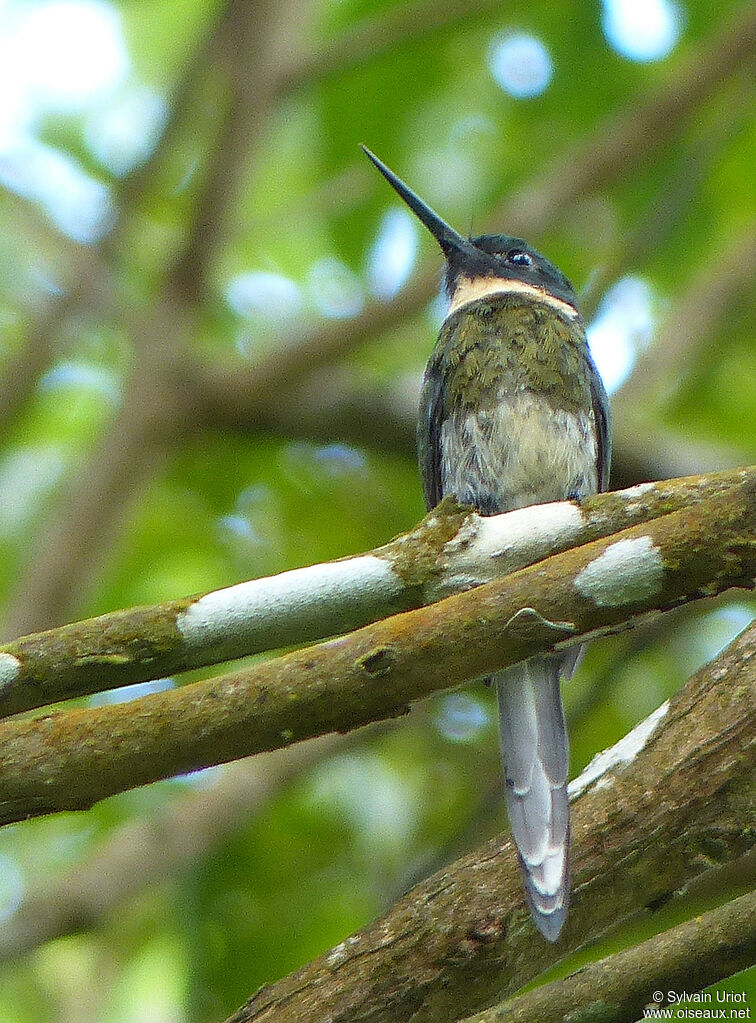 Jacamar à ventre blanc