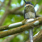 Jacamar à ventre blanc