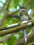 Jacamar à ventre blanc