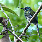Jacamar à ventre blanc