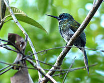 Jacamar à ventre blanc