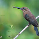 Jacamar brun