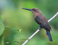 Jacamar brun