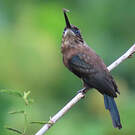 Jacamar brun