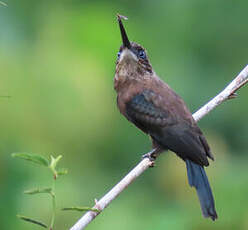 Jacamar brun