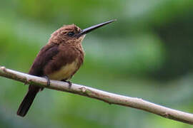 Brown Jacamar