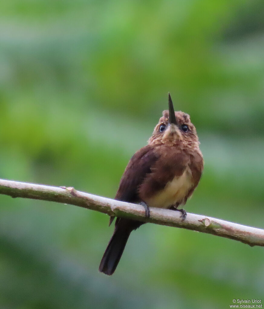 Jacamar brunadulte