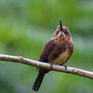 Jacamar brun