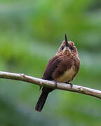 Brown Jacamar