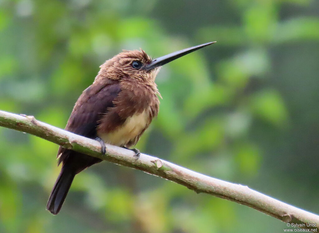 Jacamar brunadulte