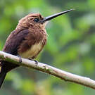 Jacamar brun