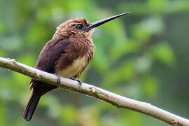 Brown Jacamar