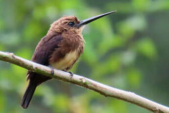 Jacamar brun