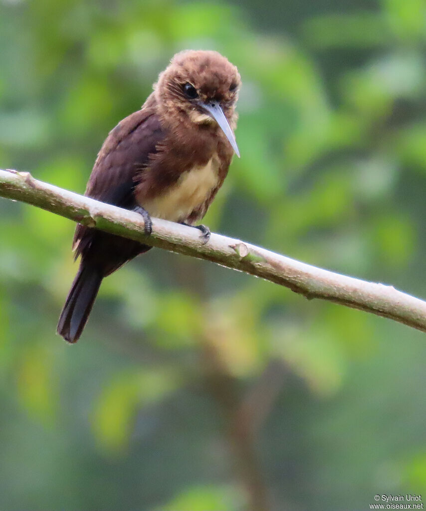 Brown Jacamaradult