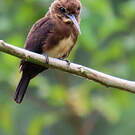 Jacamar brun