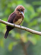 Brown Jacamar