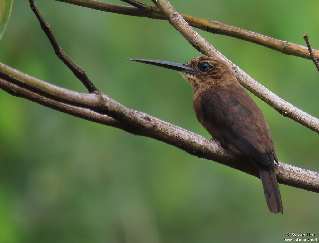 Jacamar brunadulte