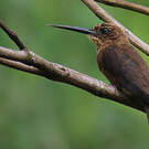 Jacamar brun