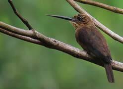 Brown Jacamar