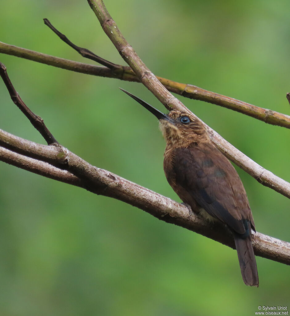 Jacamar brunadulte