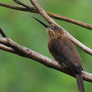 Jacamar brun