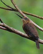 Brown Jacamar