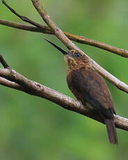 Jacamar brun