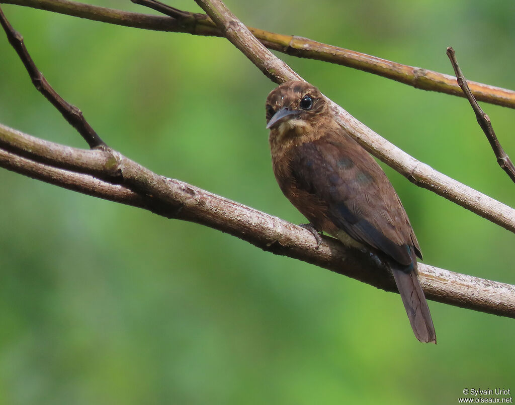 Jacamar brunadulte