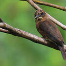 Jacamar brun