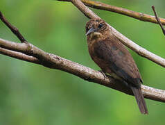 Brown Jacamar