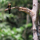 Jacamar brun